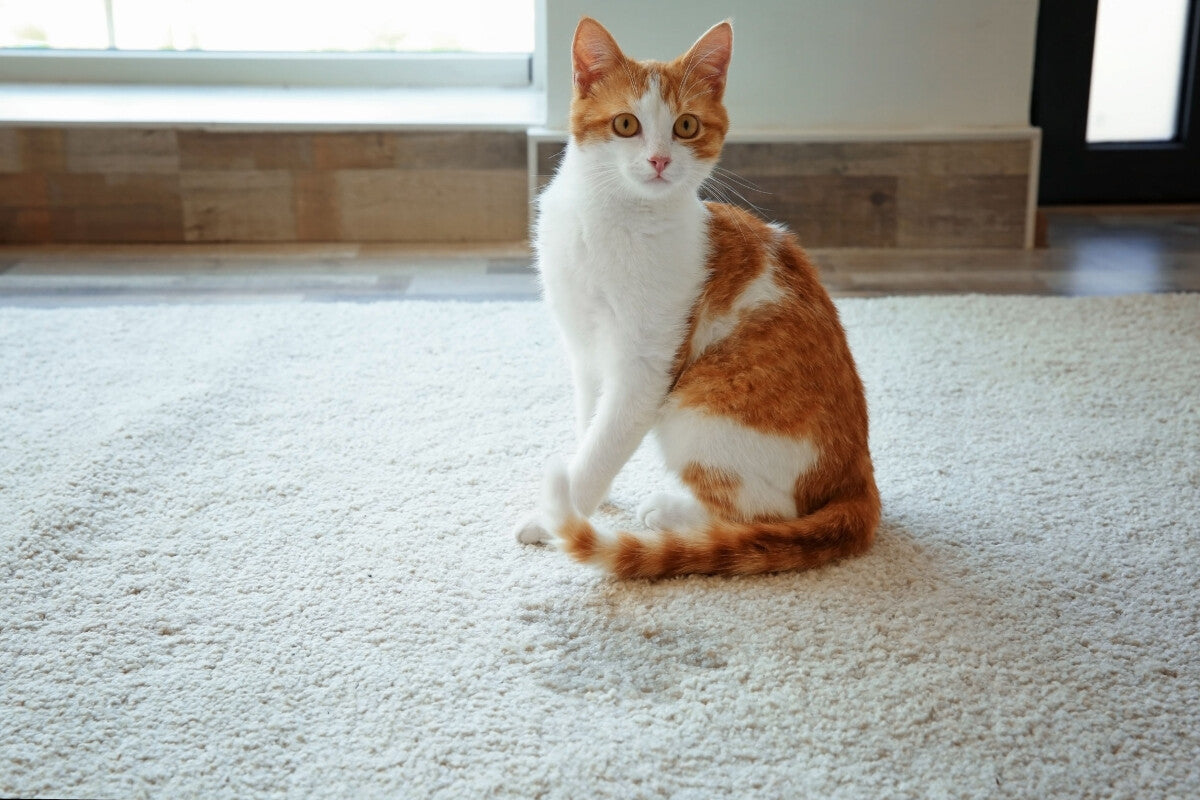Prévenir et Gérer, éviter le Marquage Urinaire felicalm pheromone chat, calmant chat, antistress chat , valériane chat