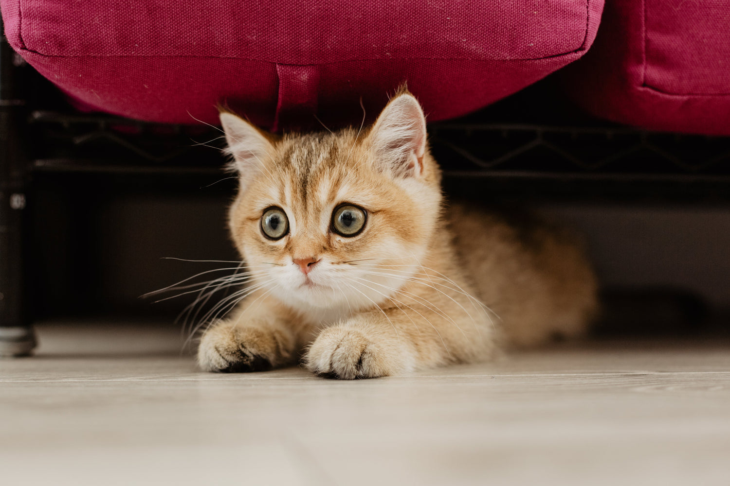 chaton qui se cache