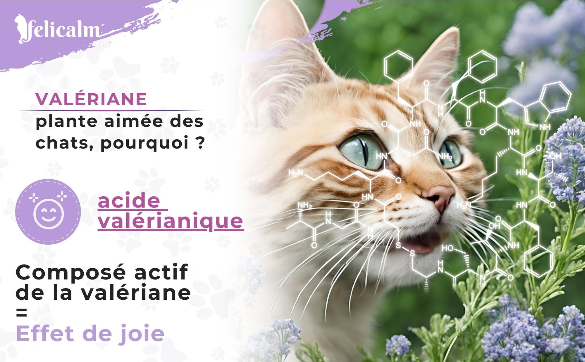 odorat du chat