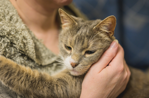 chaton couleur marron fauve  il est  heureux  et détandu  dans les bras de sa maitresse