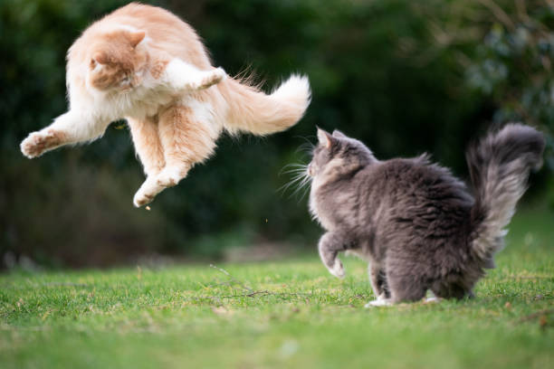 chat qui se bat chat agressif chat vétérinaire pheromone valériane Diffuseur phéromones chat stressé, Spray calmant pour chat, Collier anti-stress chat, Valériane pour chat apaisant, Kit diffuseur anti-stress, Phytothérapie pour chats anxieux, Phéromones naturelles pour chat, Produit calmant chat voyage, Anti-stress pour chats sensibles, Diffuseur phéromones avec recharge, Collier calmant aux phéromones, Spray relaxant huiles essentielles, Traitement stress chaton naturel, Phéromones conflits entre chats