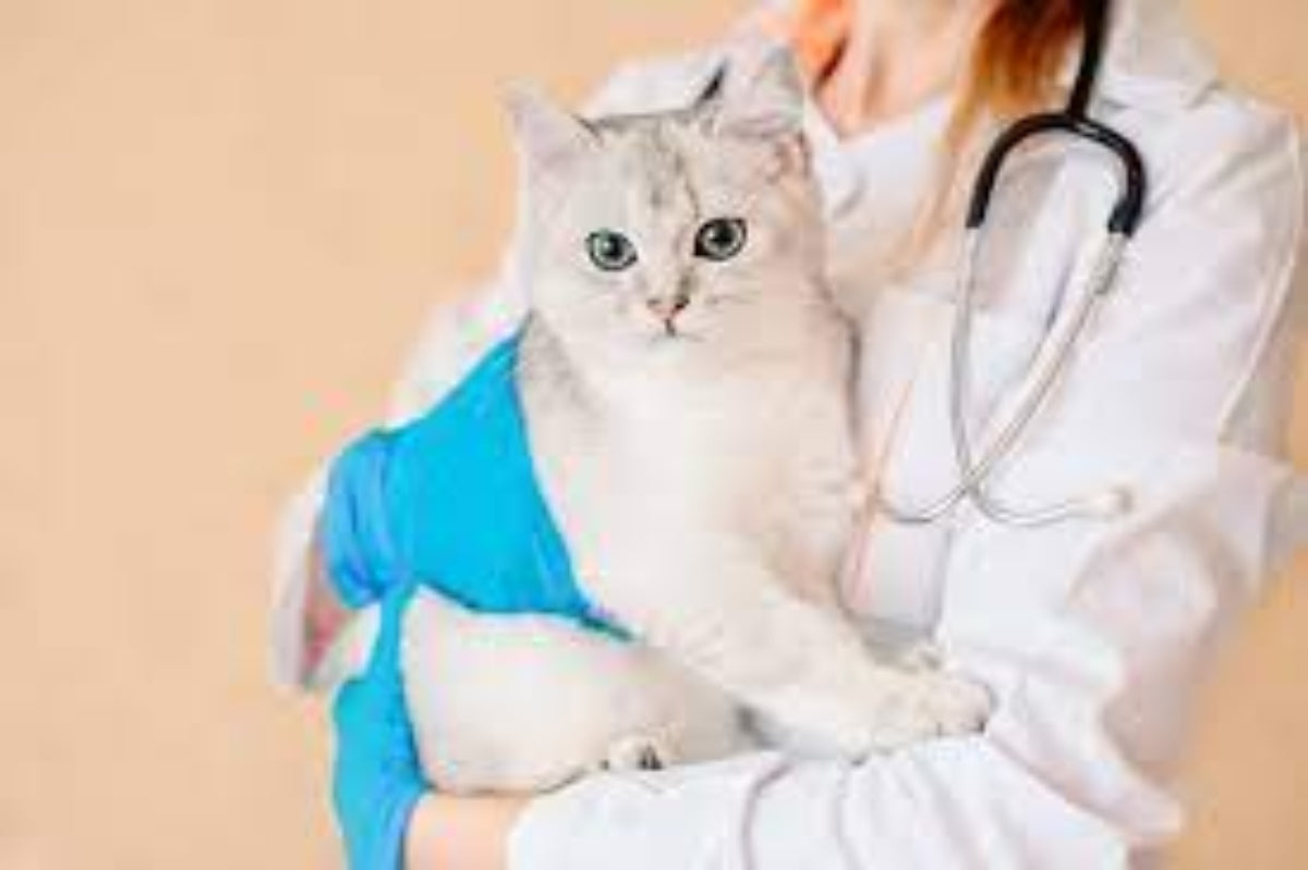 visite de mon chat chez le vétérinaire, il  est dans ses bras et n'est pas rassuré